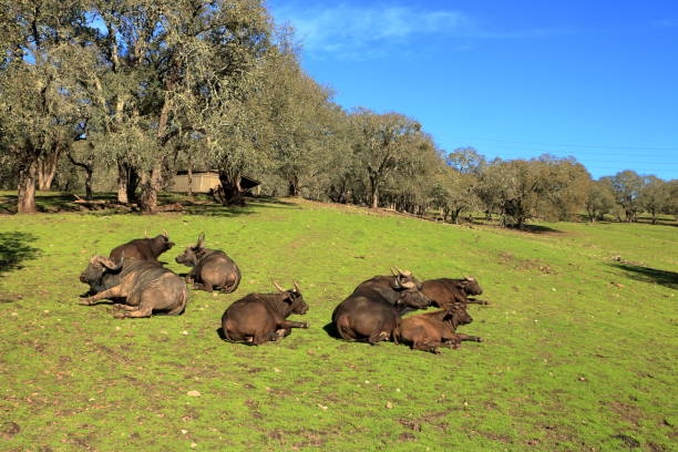 istock Water Buffaloes resting on a hot afternoon 1428434881