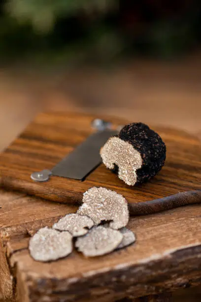 Fresh cut Black Truffle slices on truffle shaver in rustic kitchen