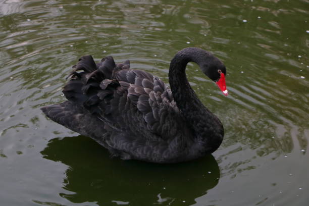 A black swan was photographed swimming in the lake