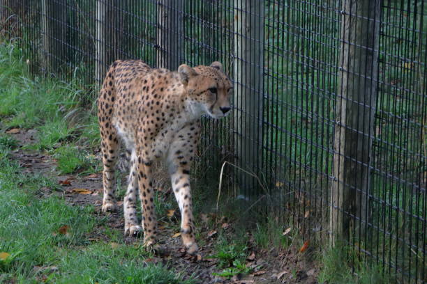 istock A Cheetah watches from behind the fence 1428435848