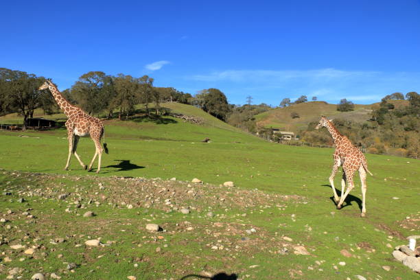 istock Giraffe pair on the grasslands 1428436001