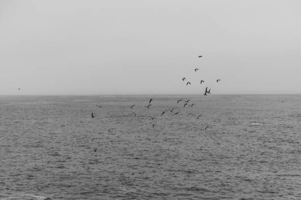 istock Birds flying above the sea 1428436004