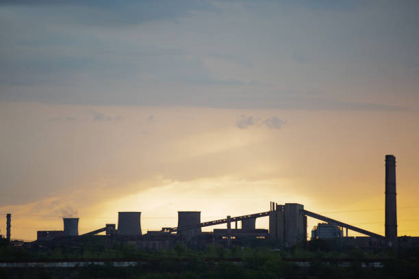 istock Big plant in the evening - silhouette at sunset 1428438491