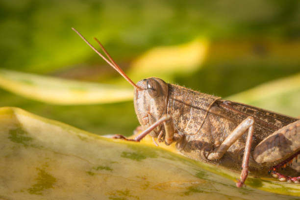 istock Beautiful grasshopper on the grass in summer (macro) 1428438661