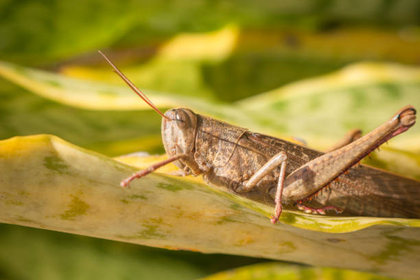 istock Beautiful grasshopper on the grass in summer (macro 1428438779