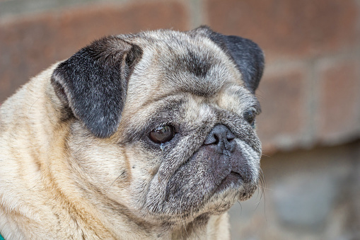 Pug dog isolated on a gray background.