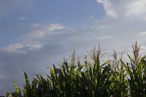 Corn plant in corn field with clear blue sky.