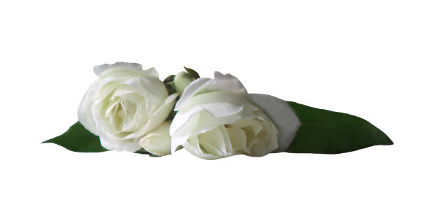 istock White rose flowers isolated on white background 1428441189