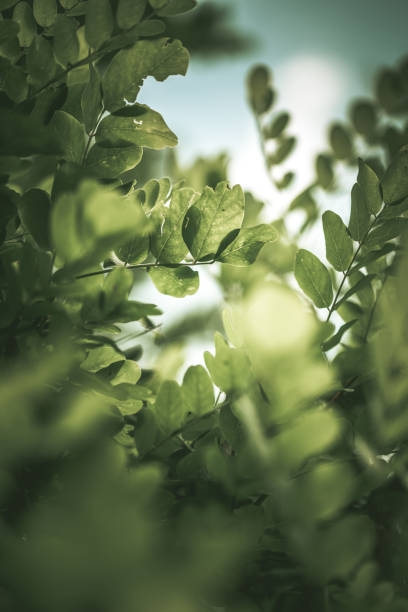 istock Acacia leaves in the wind 1428444207