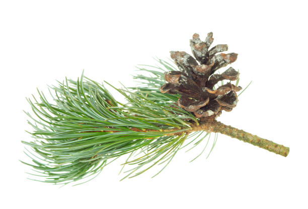 istock Beautiful fir tree branch with pine cones on white background. Medicinal plants. Forest tree with cones. isolated 1428445304