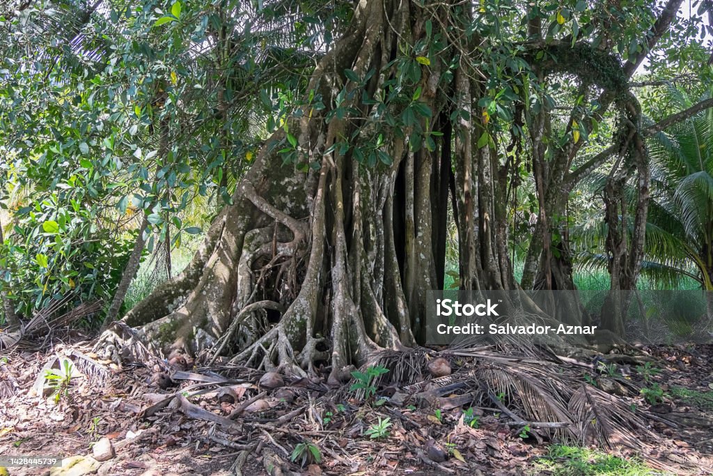Tree with aerial roots Tree with aerial roots on the Pacific coast of Costa Rica Palm Tree Stock Photo