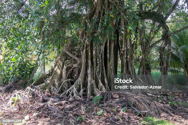 Tree With Aerial Roots Stock Photo - Download Image Now - Palm Tree, Root, Above