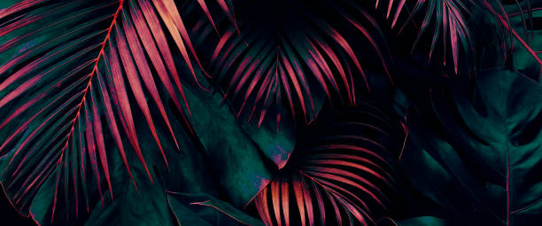 istock Tropical leaves, dark jungle background 1428445907