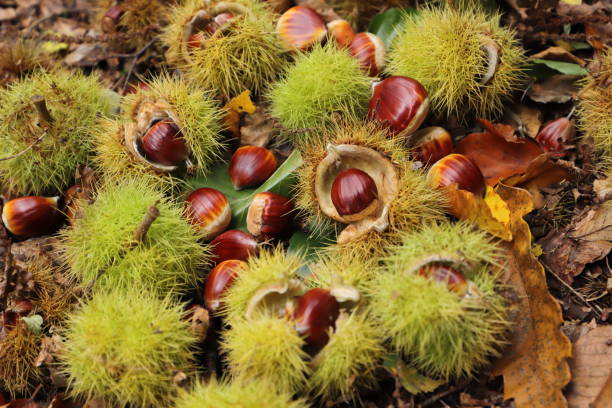 recolección de castañas en el bosque - castaña fotografías e imágenes de stock