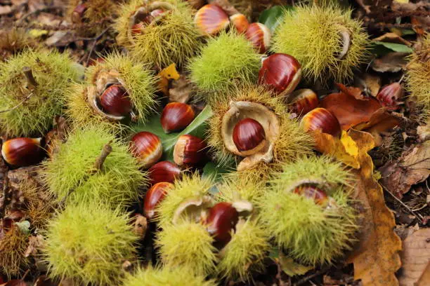 Photo of collecting chestnuts in the forest