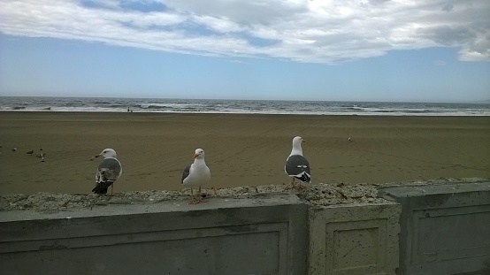 Three birds enjoy the view of the sea