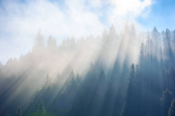istock sunlight through fog among coniferous trees 1428447169