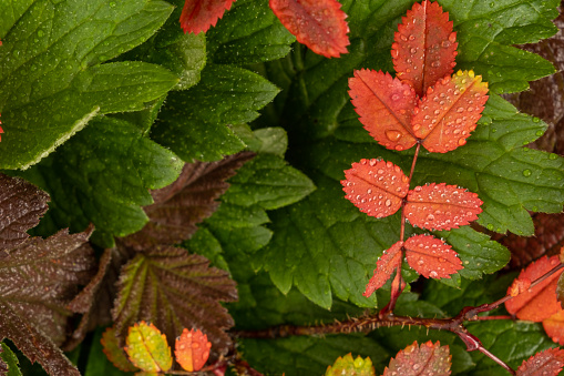 Colorful rosehip leaves in drops of rain or dew. reddened leaves from the first frost. Autumn background, texture. Close-up.