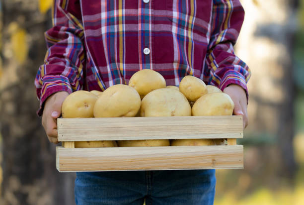 가을에 유콘 금 감자의 나무 상자를 가진 농부 - yukon gold potato gardening harvesting lifestyles 뉴스 사진 이미지
