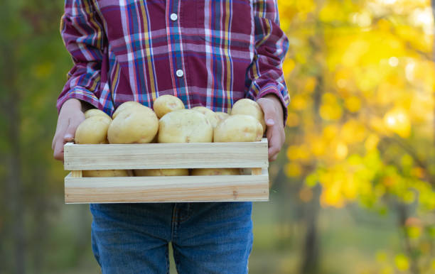 秋にユーコンゴールドポテトの木箱を持つ農家 - yukon gold potato gardening harvesting lifestyles ストックフォトと画像