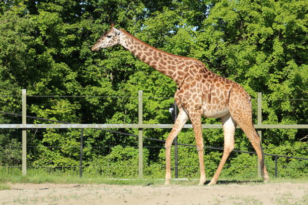 istock A Walking Alone Giraffe in the Zoo 1428450341