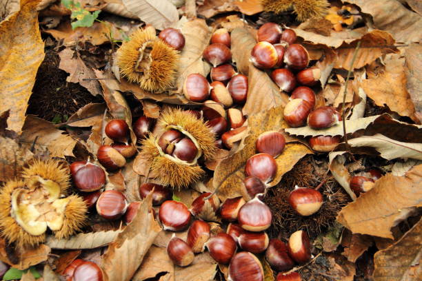 istock collecting chestnuts in the forest 1428450731