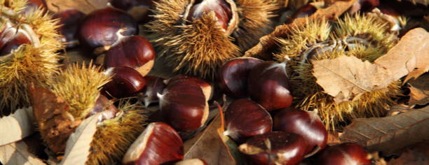 istock collecting chestnuts in the forest 1428450845