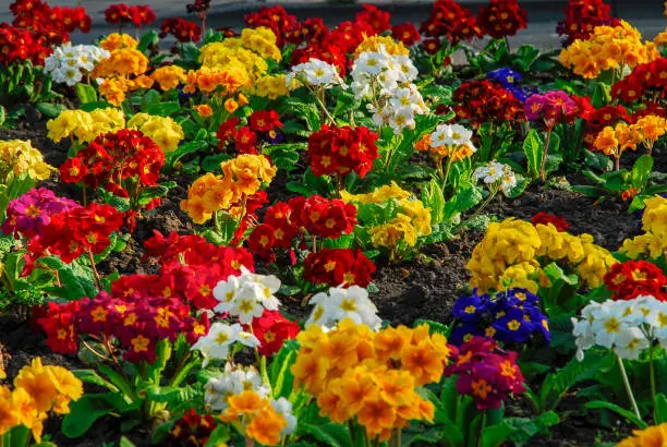 Photo of Urban flower garden