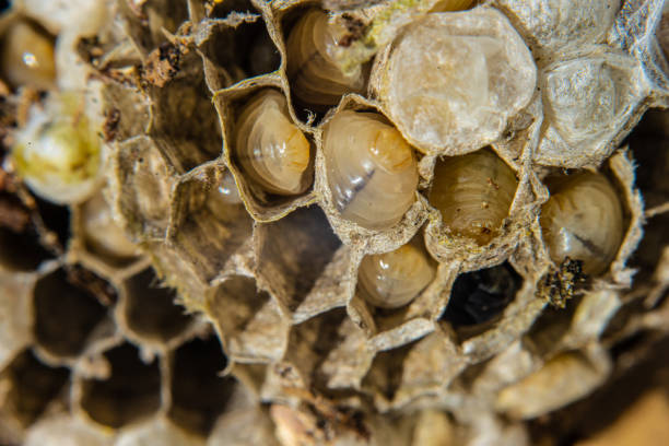 Closeup of larvae in a wasps nest