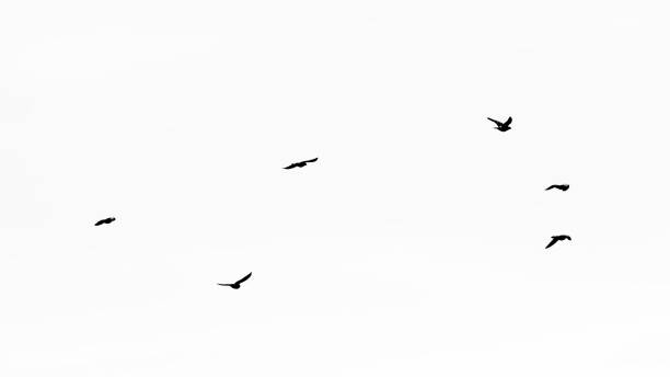 istock flock of the birds 1428454481