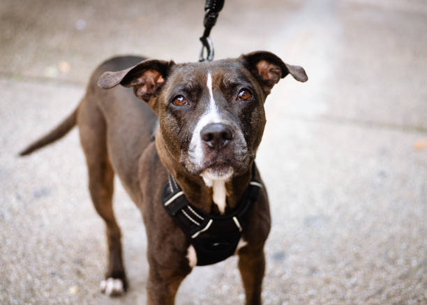 istock Dog on a walk in Astoria, NY 1428454754