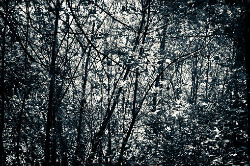 Blue grey monochrome image of a forest.