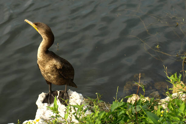 istock Birds int he Everglades Park, FL, USA 1428456311