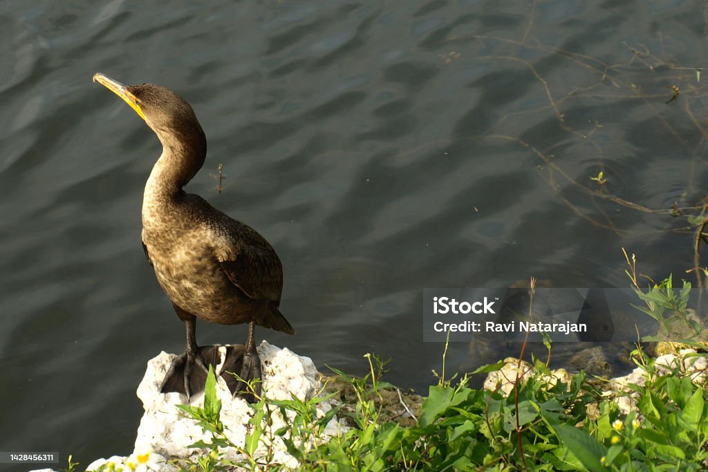 Birds int he Everglades Park, FL, USA Animal Themes Stock Photo
