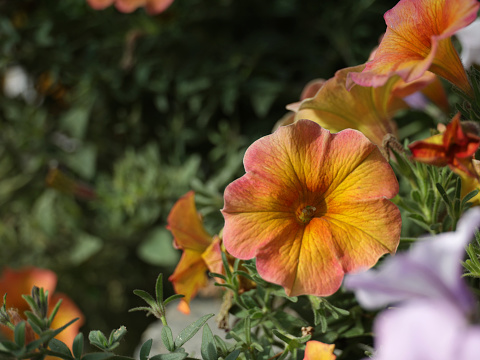 Multi-colored petunias bloom in downtown Kamloops, British Columbia. Autumn morning. Copy space for your message.
