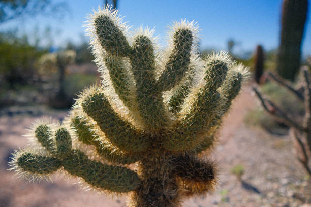 istock Cholla backlit in the Sonoran desert 1428456433