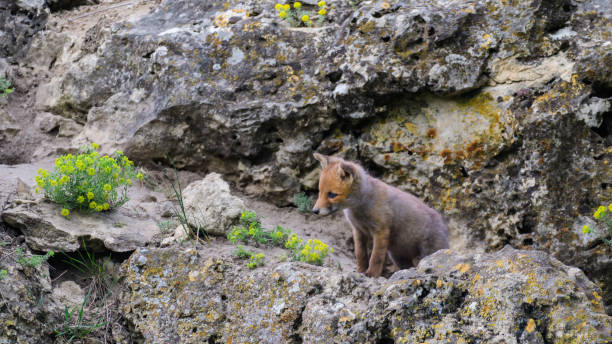 istock Cute young fox cub near the burrow. Vulpes vulpes 1428457843
