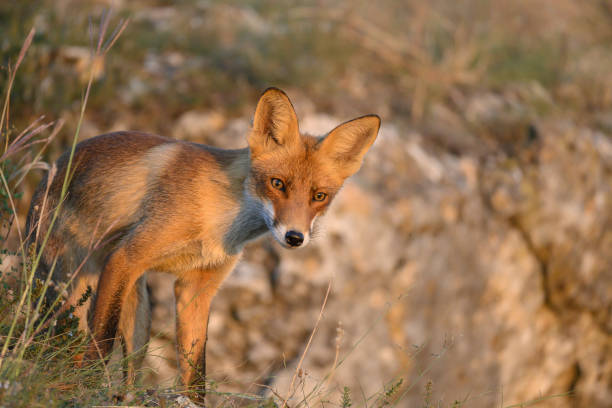 istock Portrait red fox Vulpes vulpes on a beautiful background 1428457869