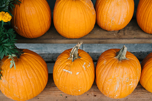 Pumpkins on shelves