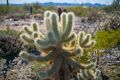 Cholla cactus thorns aglow at McDowell Sonoran Preserve