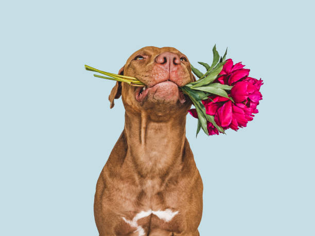 istock Lovable, pretty brown puppy and bright flowers 1428459186