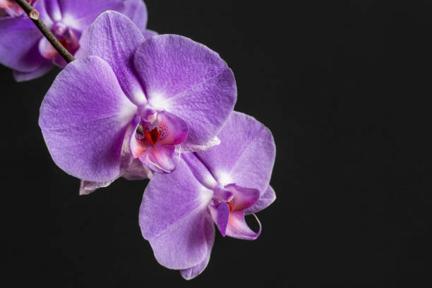 istock Orchid flowers on black background 1428464281