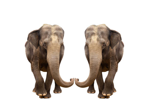 istock two asian elephant isolated on white background 1428464317