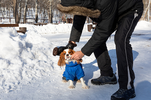 The owner wipes snow from the coat of Cavalier King Charles spaniel. A dog in warm winter clothes. Walking, caring and caring for a pet.