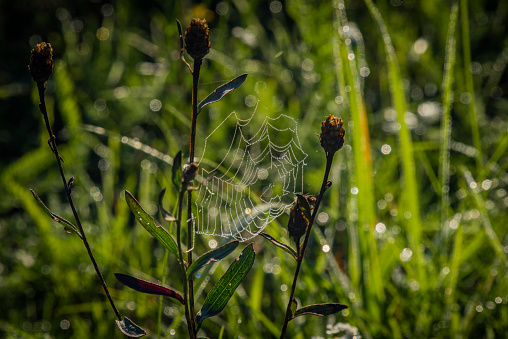 Color morning wet cobweb in green grass with sunrise color sun