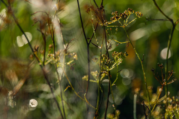 istock Color morning wet cobweb in green grass with sunrise sun 1428465014