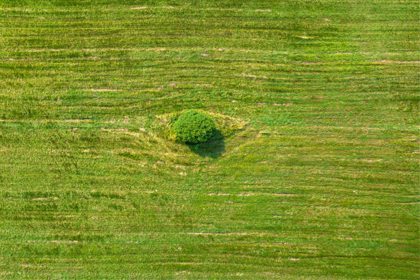 istock View from above on lonely tree in a green field 1428465255