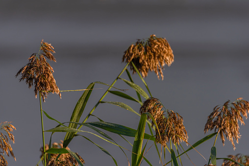 Color reeds near Mlynsky pond in sunny fresh sunrise morning in south Moravia