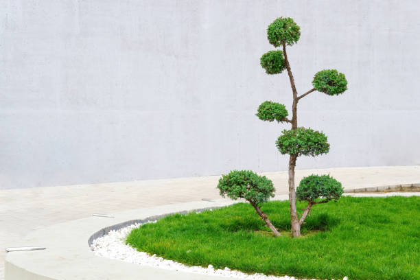 istock Bonsai-like evergreen tree against a gray wall 1428467381