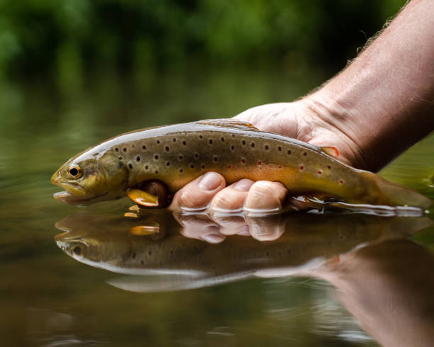 bachforellenstudie (salmo trutta) - brown trout stock-fotos und bilder